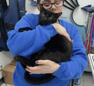 Illustration de l'article : Gr&acirc;ce &agrave; la vigilance et &agrave; la bienveillance des &eacute;boueurs, un chat avec la hanche fractur&eacute;e trouve la famille de ses r&ecirc;ves