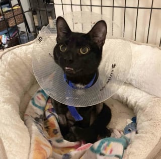 Illustration de l'article : Gr&acirc;ce &agrave; la vigilance et &agrave; la bienveillance des &eacute;boueurs, un chat avec la hanche fractur&eacute;e trouve la famille de ses r&ecirc;ves