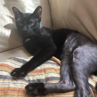 Illustration de l'article : Gr&acirc;ce &agrave; la vigilance et &agrave; la bienveillance des &eacute;boueurs, un chat avec la hanche fractur&eacute;e trouve la famille de ses r&ecirc;ves