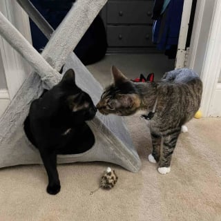 Illustration de l'article : Gr&acirc;ce &agrave; la vigilance et &agrave; la bienveillance des &eacute;boueurs, un chat avec la hanche fractur&eacute;e trouve la famille de ses r&ecirc;ves