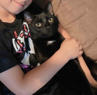 Illustration de l'article : Gr&acirc;ce &agrave; la vigilance et &agrave; la bienveillance des &eacute;boueurs, un chat avec la hanche fractur&eacute;e trouve la famille de ses r&ecirc;ves