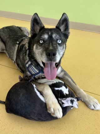 Illustration de l'article : Rendu au refuge &agrave; cause &laquo; de probl&egrave;mes de logement &raquo;, ce chien passe plusieurs mois &agrave; esp&eacute;rer une adoption d&eacute;finitive