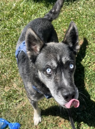 Illustration de l'article : Rendu au refuge &agrave; cause &laquo; de probl&egrave;mes de logement &raquo;, ce chien passe plusieurs mois &agrave; esp&eacute;rer une adoption d&eacute;finitive