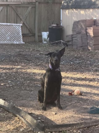 Illustration de l'article : &laquo; Ces hommes patients et pers&eacute;v&eacute;rants lui ont sauv&eacute; la vie &raquo;, une chienne effray&eacute;e trouve de l'aide aupr&egrave;s des employ&eacute;s d&eacute;termin&eacute;s d'une gare de triage