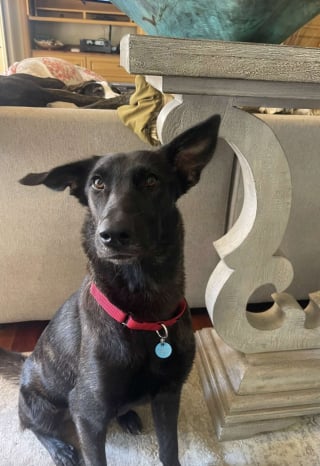 Illustration de l'article : &laquo; Ces hommes patients et pers&eacute;v&eacute;rants lui ont sauv&eacute; la vie &raquo;, une chienne effray&eacute;e trouve de l'aide aupr&egrave;s des employ&eacute;s d&eacute;termin&eacute;s d'une gare de triage