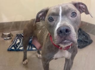 Illustration de l'article : L'abandon choquant d'une chienne enferm&eacute;e dans une valise et jet&eacute;e aux ordures ne restera pas impuni, la police annonce une arrestation