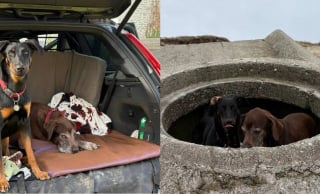 Illustration de l'article : Rescap&eacute;e d'un &eacute;levage clandestin, cette Beauceronne squelettique et terrifi&eacute;e lors de son sauvetage est aujourd'hui m&eacute;connaissable &agrave; la plage