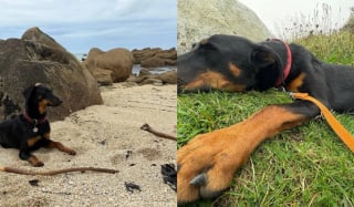 Illustration de l'article : Rescap&eacute;e d'un &eacute;levage clandestin, cette Beauceronne squelettique et terrifi&eacute;e lors de son sauvetage est aujourd'hui m&eacute;connaissable &agrave; la plage