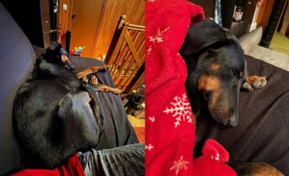 Illustration de l'article : Rescap&eacute;e d'un &eacute;levage clandestin, cette Beauceronne squelettique et terrifi&eacute;e lors de son sauvetage est aujourd'hui m&eacute;connaissable &agrave; la plage