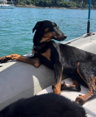 Illustration de l'article : Rescap&eacute;e d'un &eacute;levage clandestin, cette Beauceronne squelettique et terrifi&eacute;e lors de son sauvetage est aujourd'hui m&eacute;connaissable &agrave; la plage