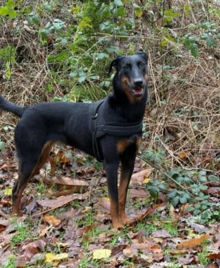 Illustration de l'article : Rescap&eacute;e d'un &eacute;levage clandestin, cette Beauceronne squelettique et terrifi&eacute;e lors de son sauvetage est aujourd'hui m&eacute;connaissable &agrave; la plage