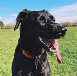 Illustration de l'article : Priv&eacute;s d&rsquo;animal, 4 amis &eacute;crivent &agrave; leur voisin pour promener son chien et re&ccedil;oivent une r&eacute;ponse absolument adorable