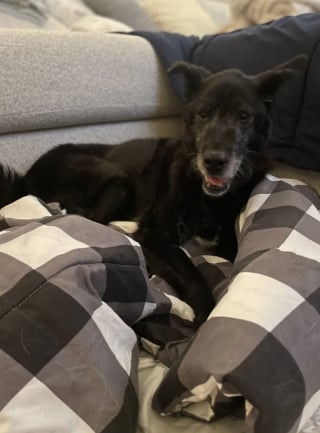 Illustration de l'article : &laquo; C'est une fin digne d'un conte de f&eacute;es &raquo;, abandonn&eacute;e sur un parking, une chienne de 15 ans r&ecirc;ve de finir ses vieux jours dans une famille aimante