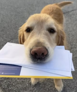 Illustration de l'article : Apr&egrave;s la disparition de son fr&egrave;re, un chien perp&eacute;tue la tradition familiale en apportant le courrier chaque matin malgr&eacute; la neige (vid&eacute;o)