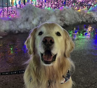Illustration de l'article : Apr&egrave;s la disparition de son fr&egrave;re, un chien perp&eacute;tue la tradition familiale en apportant le courrier chaque matin malgr&eacute; la neige (vid&eacute;o)