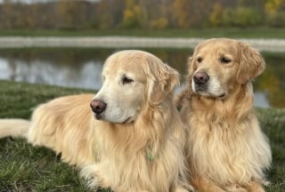 Illustration de l'article : Apr&egrave;s la disparition de son fr&egrave;re, un chien perp&eacute;tue la tradition familiale en apportant le courrier chaque matin malgr&eacute; la neige (vid&eacute;o)