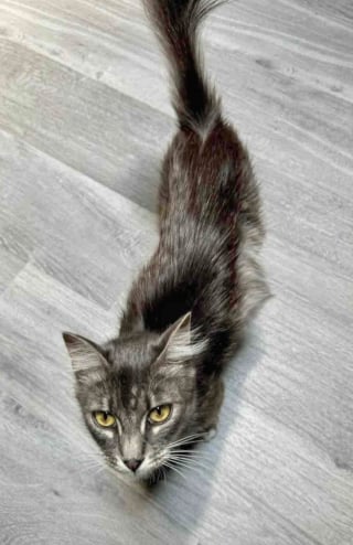 Illustration de l'article : &laquo; Elle &eacute;tait terriblement maigre &raquo;, cette chatte trouv&eacute;e dans la rue insiste pour s'occuper de ses 5 petits, malgr&eacute; ses probl&egrave;mes de sant&eacute;