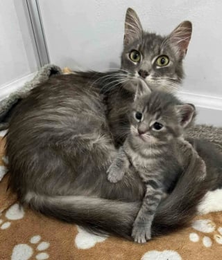 Illustration de l'article : &laquo; Elle &eacute;tait terriblement maigre &raquo;, cette chatte trouv&eacute;e dans la rue insiste pour s'occuper de ses 5 petits, malgr&eacute; ses probl&egrave;mes de sant&eacute;