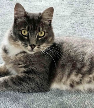 Illustration de l'article : &laquo; Elle &eacute;tait terriblement maigre &raquo;, cette chatte trouv&eacute;e dans la rue insiste pour s'occuper de ses 5 petits, malgr&eacute; ses probl&egrave;mes de sant&eacute;