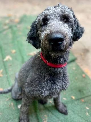 Illustration de l'article : Retrouv&eacute; abandonn&eacute; attach&eacute; &agrave; un arbre et gravement bless&eacute;, ce chien surmonte l&rsquo;amputation pour conna&icirc;tre enfin une vie remplie d&rsquo;amour