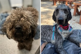 Illustration de l'article : Retrouv&eacute; abandonn&eacute; attach&eacute; &agrave; un arbre et gravement bless&eacute;, ce chien surmonte l&rsquo;amputation pour conna&icirc;tre enfin une vie remplie d&rsquo;amour