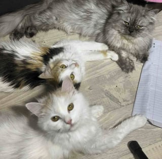 Illustration de l'article : &laquo; Les chatons partagent 3 m&egrave;res d&eacute;vou&eacute;es &raquo;, des chattes errantes se soutiennent lors de leur mise bas et &eacute;l&egrave;vent leurs 9 petits ensemble