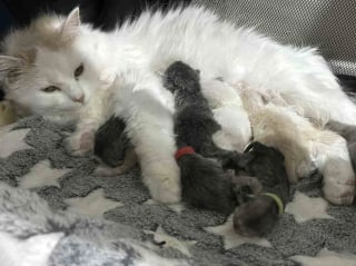 Illustration de l'article : &laquo; Les chatons partagent 3 m&egrave;res d&eacute;vou&eacute;es &raquo;, des chattes errantes se soutiennent lors de leur mise bas et &eacute;l&egrave;vent leurs 9 petits ensemble