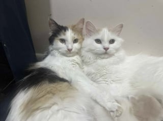 Illustration de l'article : &laquo; Les chatons partagent 3 m&egrave;res d&eacute;vou&eacute;es &raquo;, des chattes errantes se soutiennent lors de leur mise bas et &eacute;l&egrave;vent leurs 9 petits ensemble