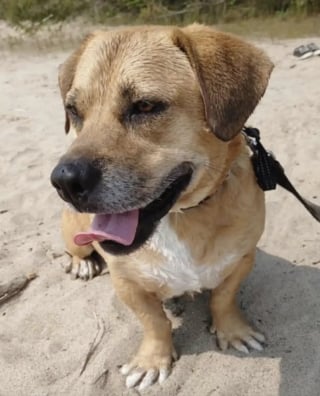 Illustration de l'article : Luttant pour sa vie apr&egrave;s &ecirc;tre tomb&eacute; dans une fosse septique, ce chien est loin d'imaginer le bonheur qui l'attend apr&egrave;s son sauvetage