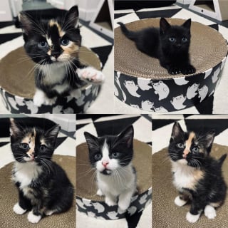 Illustration de l'article : Ils offrent l'hospitalit&eacute; &agrave; une chatte enceinte apparue devant leur porte et elle le leur rend bien en mettant au monde 5 petites merveilles