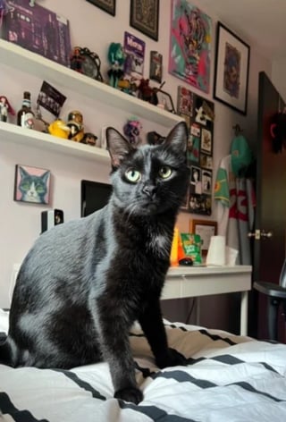 Illustration de l'article : Ils offrent l'hospitalit&eacute; &agrave; une chatte enceinte apparue devant leur porte et elle le leur rend bien en mettant au monde 5 petites merveilles