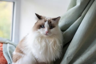 Illustration de l'article : 10 preuves que votre chat est le meilleur des th&eacute;rapeutes