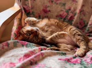 Illustration de l'article : 10 preuves que votre chat est le meilleur des th&eacute;rapeutes