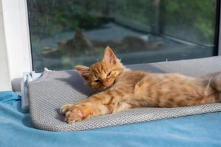 Illustration de l'article : 10 preuves que votre chat est le meilleur des th&eacute;rapeutes