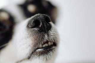 Illustration de l'article : 5 conseils pour aider votre chien malvoyant