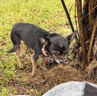 Illustration de l'article : Confondue avec un abandon, cette chienne tremblante sous la pluie qui se laisse approcher par une inconnue attendait en r&eacute;alit&eacute; ses ma&icirc;tres (vid&eacute;o)
