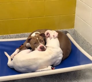 Illustration de l'article : Arriv&eacute;es au refuge apr&egrave;s une expulsion, 2 s&oelig;urs Pitbull se consolent sans se quitter en attendant un m&ecirc;me foyer (vid&eacute;o)
