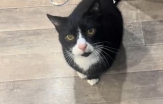 Illustration de l'article : Quand un r&eacute;parateur touche &agrave; "sa" cuisine, ce chat au caract&egrave;re bien tremp&eacute; hurle et fixe sa ma&icirc;tresse pour obtenir justice (vid&eacute;o)