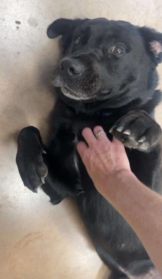 Illustration de l'article : Invisible aux yeux des adoptants potentiels depuis des mois, ce chien trouve du réconfort auprès de ses peluches préférées