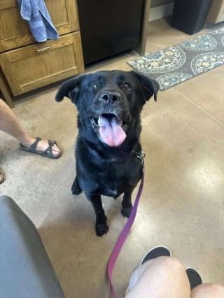 Illustration de l'article : Invisible aux yeux des adoptants potentiels depuis des mois, ce chien trouve du réconfort auprès de ses peluches préférées