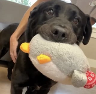 Illustration de l'article : Invisible aux yeux des adoptants potentiels depuis des mois, ce chien trouve du réconfort auprès de ses peluches préférées