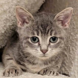 Illustration de l'article : Trop petit pour son &acirc;ge, ce chaton noue un lien unique avec un chat paralys&eacute; et une jeune chatte sauv&eacute;e de la rue