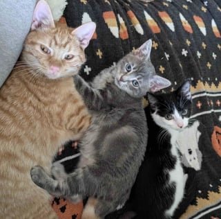 Illustration de l'article : Trop petit pour son &acirc;ge, ce chaton noue un lien unique avec un chat paralys&eacute; et une jeune chatte sauv&eacute;e de la rue