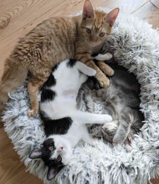 Illustration de l'article : Trop petit pour son &acirc;ge, ce chaton noue un lien unique avec un chat paralys&eacute; et une jeune chatte sauv&eacute;e de la rue