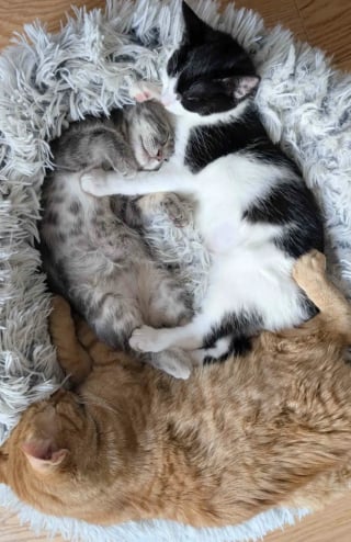 Illustration de l'article : Trop petit pour son &acirc;ge, ce chaton noue un lien unique avec un chat paralys&eacute; et une jeune chatte sauv&eacute;e de la rue