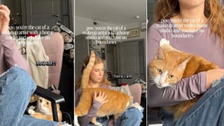Illustration de l'article : Une cliente voulait un maquillage, mais le chat de la maquilleuse avait d’autres plans pour elle (vidéo)