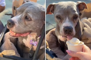 Illustration de l'article : &laquo; Caressez-moi, s&rsquo;il vous pla&icirc;t &raquo;, une chienne en phase terminale re&ccedil;oit l&rsquo;amour de dizaines d&rsquo;inconnus lors d&rsquo;adieux &eacute;mouvants (vid&eacute;o)