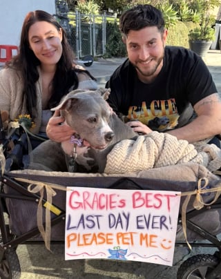 Illustration de l'article : &laquo; Caressez-moi, s&rsquo;il vous pla&icirc;t &raquo;, une chienne en phase terminale re&ccedil;oit l&rsquo;amour de dizaines d&rsquo;inconnus lors d&rsquo;adieux &eacute;mouvants (vid&eacute;o)