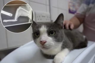Illustration de l'article : &laquo; Nous &eacute;tions absolument d&eacute;vast&eacute;s &raquo;, une chatte disparue r&eacute;apparait bless&eacute;e et &eacute;chappe &agrave; l&rsquo;amputation gr&acirc;ce &agrave; une chirurgie d&eacute;licate