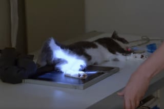 Illustration de l'article : &laquo; Nous &eacute;tions absolument d&eacute;vast&eacute;s &raquo;, une chatte disparue r&eacute;apparait bless&eacute;e et &eacute;chappe &agrave; l&rsquo;amputation gr&acirc;ce &agrave; une chirurgie d&eacute;licate